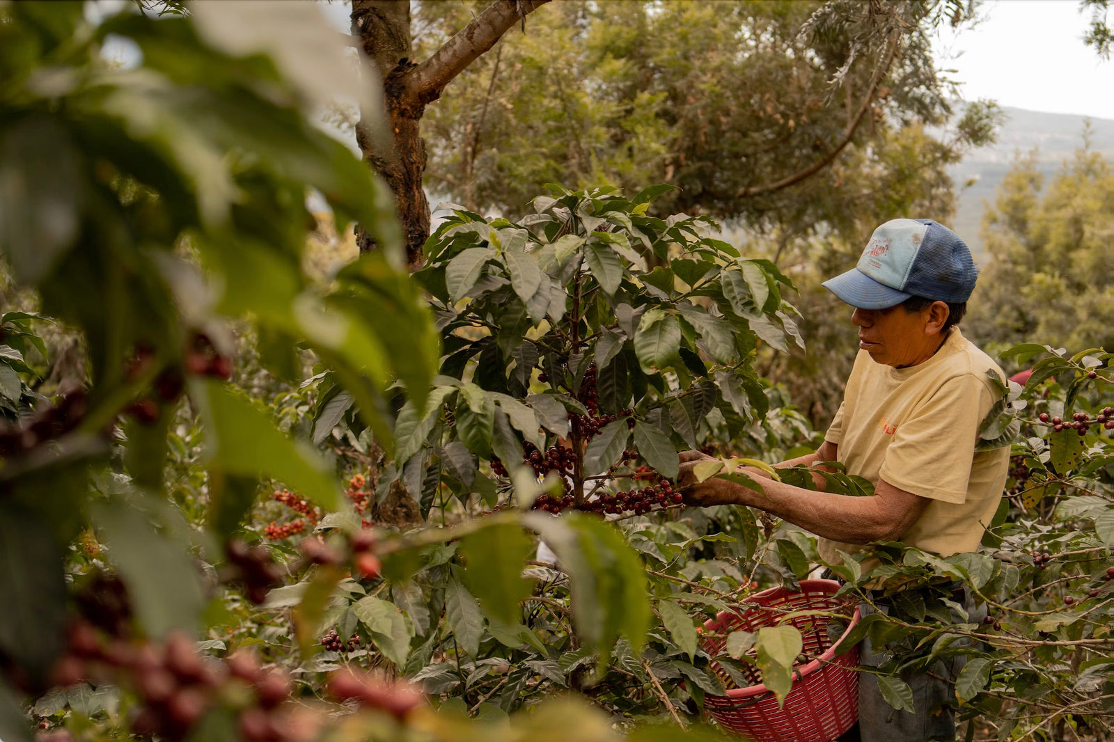 Coffee cherries being harvested at origin